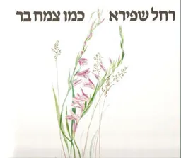 כמו צמח בר