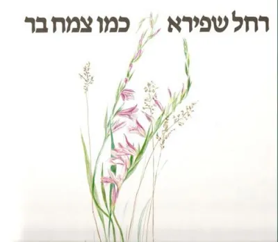 כמו צמח בר