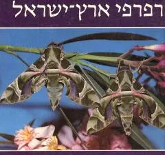 רפרפי ארץ ישראל