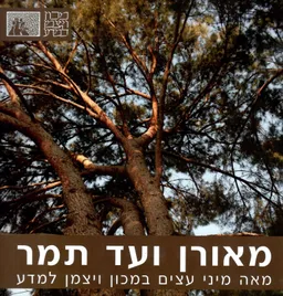 מאורן ועד תמר