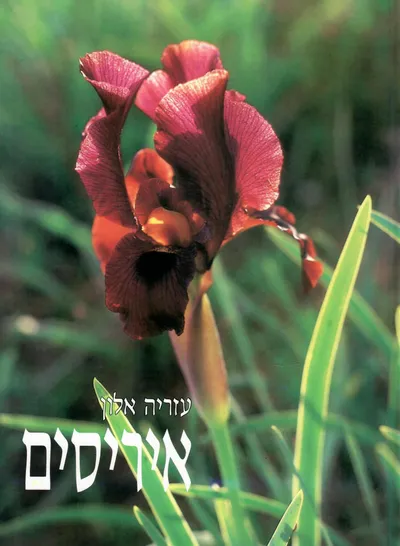 איריסים : האיריסים של ארץ-ישראל