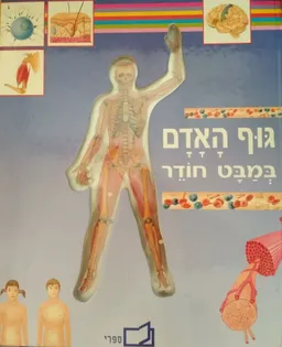 גוף האדם במבט חודר