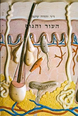 העור והגוף