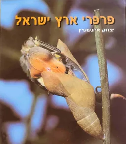 פרפרי ארץ ישראל 