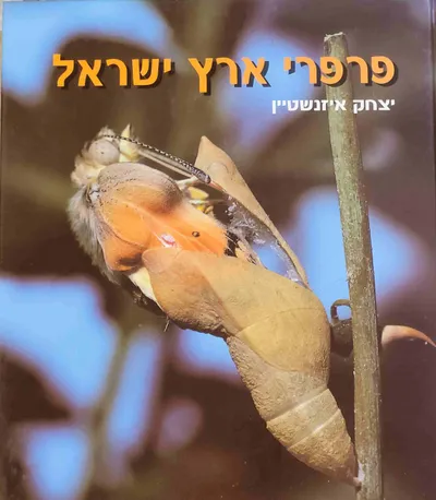 פרפרי ארץ ישראל