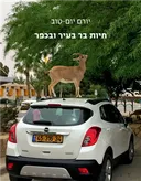 חיות בר בעיר ובכפר