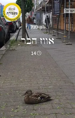 אווז הבר
