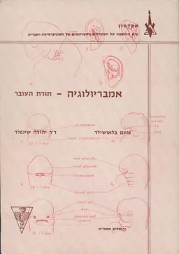 אמבריולוגיה-תורת העובר