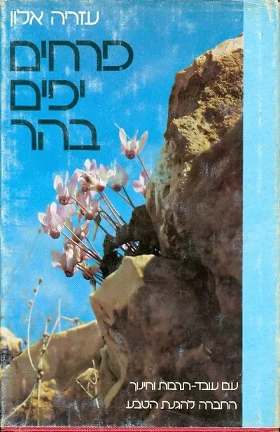 פרחים יפים בהר