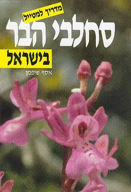 סחלבי הבר בישראל
