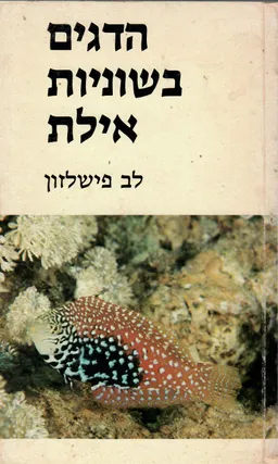 הדגים בשוניות אילת