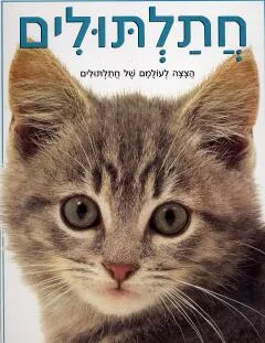 חתלתולים