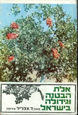 אלת הבטנה וגידולה בארץ