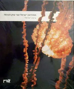 ממוזיאון ישראל ועד שוק הכרמל - עיצו