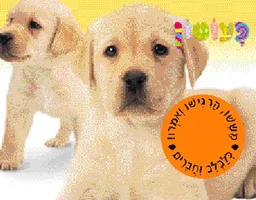 עטיפת הספר פעוטון - כלבלב וחברים מאת 