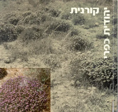 קורנית : שירים