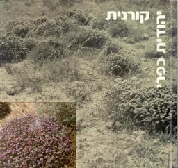 קורנית
