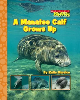A Manatee Calf Grows Up (Scholastic News Nonfiction Readers)