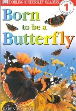 Born To Be A Butterfly (Turtleback School & Library Binding Edition) (Dorling Kindersley Readers)