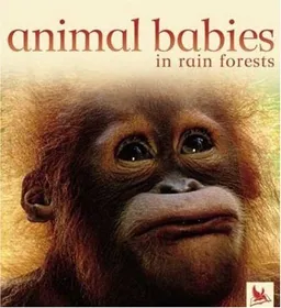 Animal Babies in Rain Forests