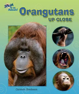 עטיפת הספר Orangutans Up Close (Zoom in on Animals!) מאת Carmen Bredeson