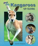Kangaroos Up Close (Zoom in on Animals!)