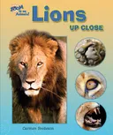 Lions Up Close (Zoom in on Animals!)
