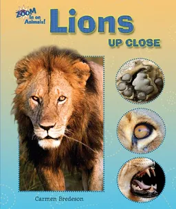 Lions Up Close (Zoom in on Animals!)