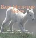 Baby Mountain Sheep (Nature Babies)