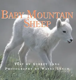 Baby Mountain Sheep (Nature Babies)