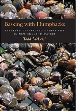 עטיפת הספר Basking with Humpbacks: Tracking Threatened Marine Life in New England Waters מאת Todd McLeish