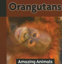 Orangutans (Amazing Animals)