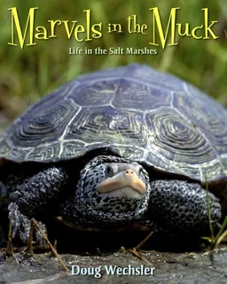 Marvels in the Muck: Life in the Salt Marshes