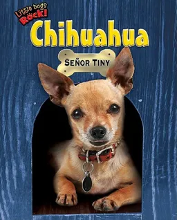 Chihuahua: Senor Tiny (Little Dogs Rock!)