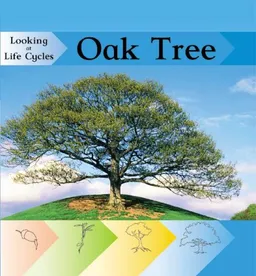 Oak Tree (Looking at Life Cycles)