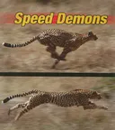 Speed Demons (Weird and Wonderful Animals)