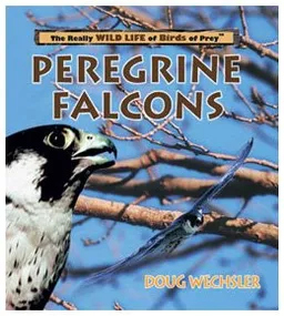 Peregrine Falcons (Wechsler, Doug. Really Wild Life of Birds of Prey.)