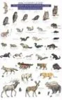 עטיפת הספר Mac's Field Guide to Mount Rainier National Park: Mammals and Birds (Mac's Guides) מאת Craig MacGowan