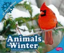 Animals in Winter (Pebble Plus)