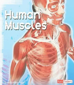 Human Muscles (Anatomy Class)
