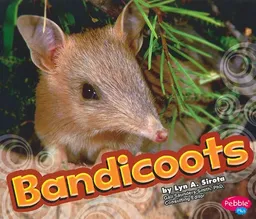Bandicoot (Australian Animals)