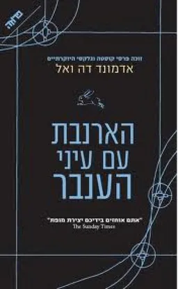 הארנבת עם עיני הענבר