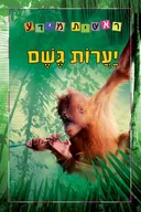 יערות גשם - סדרת ראשית מידע