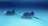 Stingray