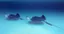 Stingray