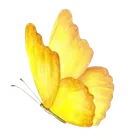 תמונה של פרפר צהוב