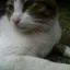 תמונה של Meow 