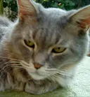 תמונה של גדפ