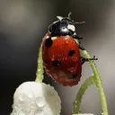 תמונה של חיפושית 