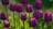 tulip